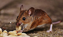 24 Hour & Emergency Exterminators in Hacienda Heights, CA